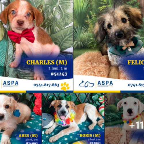 eveniment special de adopții pentru animale la muzeul mina din bucurești