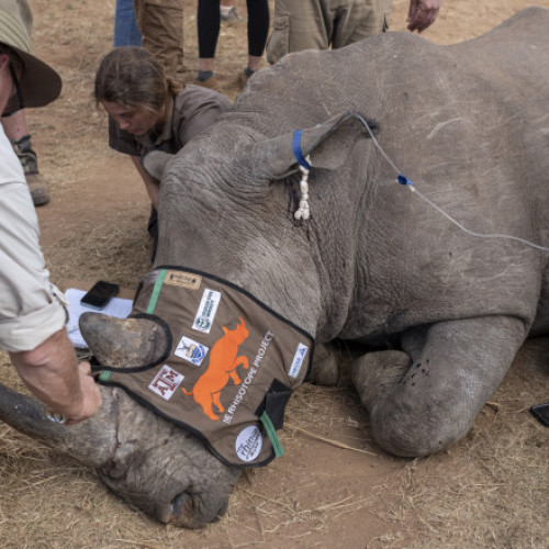 Universitatea din Witwatersrand a lansat o inițiativă pentru combaterea braconajului de rinoceri în Africa de Sud, utilizând o metodă inovatoare. Potrivit Digi24, aceștia injectează în coarnele animalelor izotopi radioactivi considerați inofensivi, care pot fi detectați de agenții vamali și autoritățile de control la frontieră.