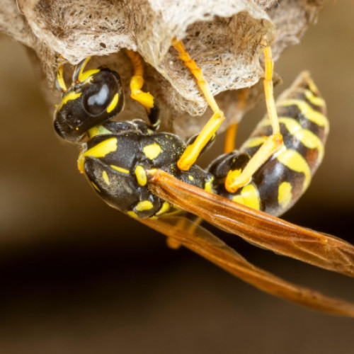 Descoperire surprinzătoare la un sit nuclear din Carolina de Sud: un cuib de viespi radioactiv