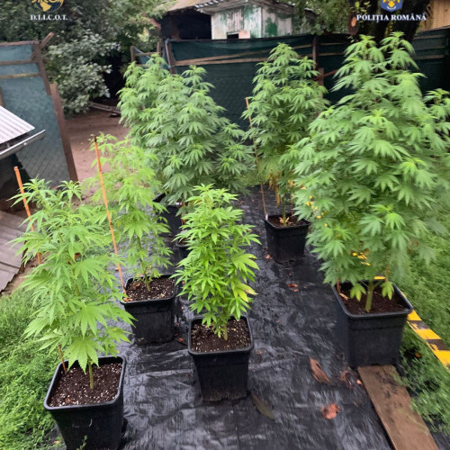 trioare de suspecti în Neamț, implicați în trafic de droguri de risc