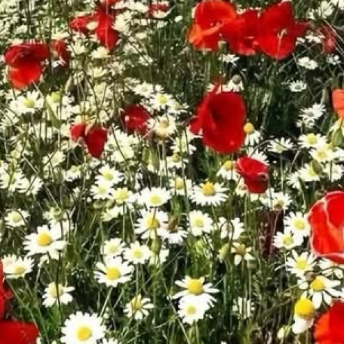 Vremea în luna august: temperaturi mai scăzute și ploi în prognoză