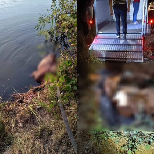 Salvarea unei cabaline din lacul Panduras în Gorj