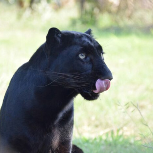 Sumen transformă faima panterei negre într-o atractie turistică, notează publicația bulgară Novinite, citată de G4Media.ro. Orașul dezvoltă o nouă rută tematică inspirată de "prădătorul negru", care a atras interes nu doar în Bulgaria, ci și în România. Entuziasmul publicului a generat meme-uri și conținut umoristic online, iar autoritățile locale vor să valorifice această faimă în proiecte turistice.