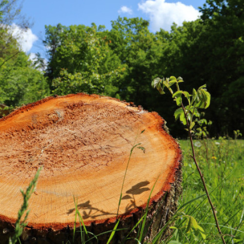 Regenerarea pădurilor în România: scădere a suprafeței în 2024