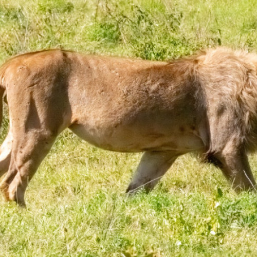 Leul Blondie, ucis de vânători de trofee în Zimbabwe, atrage critici dure