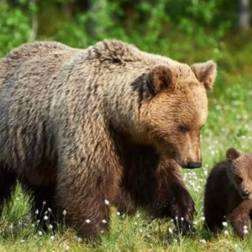 Urs atac în Valcea: animale ucise și pagube semnificative