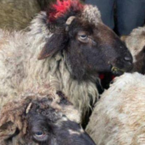 Tânărul din Brezoaia, acuzat de furtul unor animale de la o stână, reținut de polițiștii din Tărtășești!