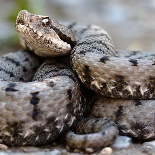 Salvamontiștii din Hunedoara avertizează asupra pericolelor întâlnirii cu vipere și câinii ciobănești din zonele montane