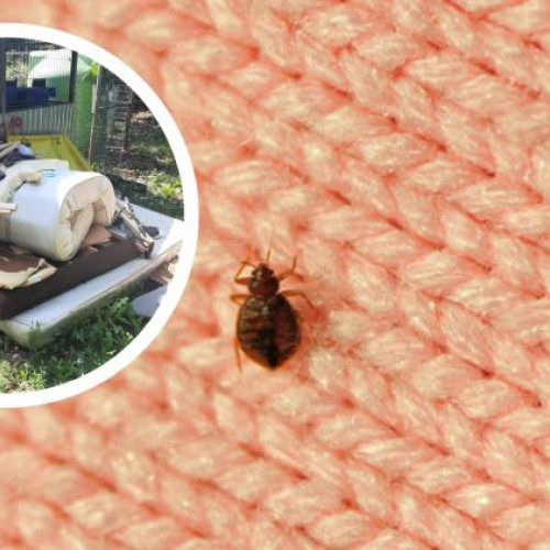 Clujean disperat din cauza invaziei de insecte în apartament