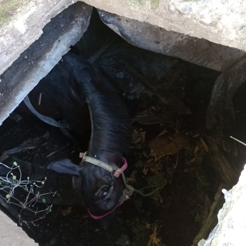 Salvare dificilă a unui cal prins într-o fosa la Piatra-Neamț