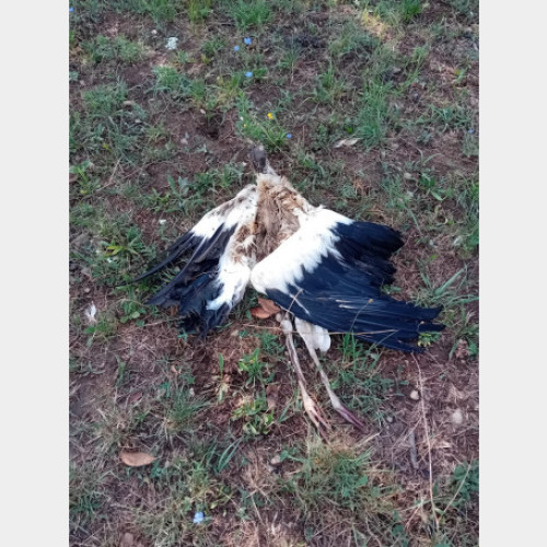 mai multe cadavre de berze, descoperite pe strada matei corvin din oradea