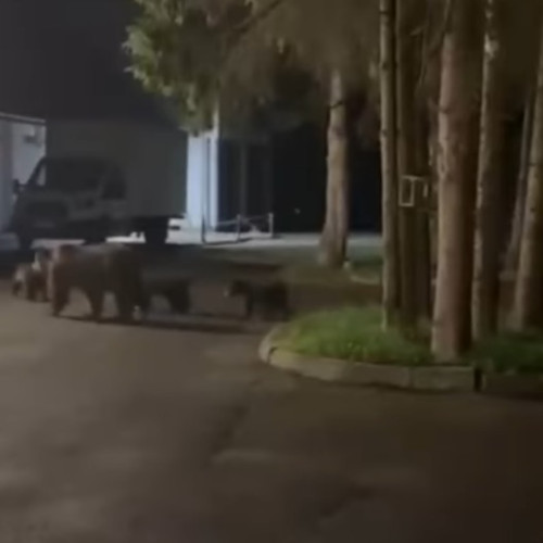 problema urșilor din brașov devine tot mai acută, avertizează viceprimarul