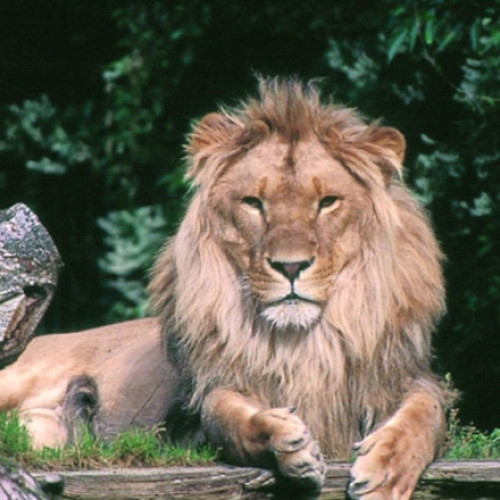 Gradina zoologică din Aalborg, Danemarca, face un apel către public să doneze animale de companie sănătoase și neutilizate, pentru a ajuta la hrănirea prădătorilor din cadrul zoo-ului. Potrivit unui comunicat, aceștia solicită în special pui, iepuri și cobai vii, animale care vor fi eutanasiate cu grijă de personalul specializat.