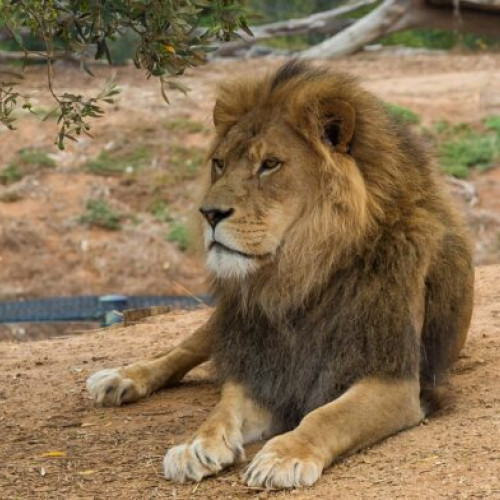 Gradina zoologică din Danemarca face apel la donarea animalelor domestice pentru hrana animalelor de prădă