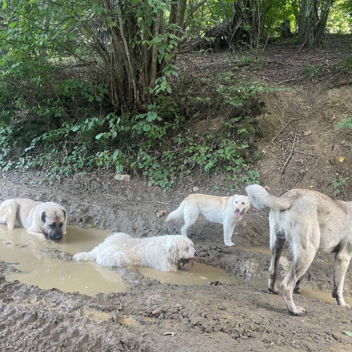 Eforie începe procedura pentru contract de gestionare a câinilor fără stăpân