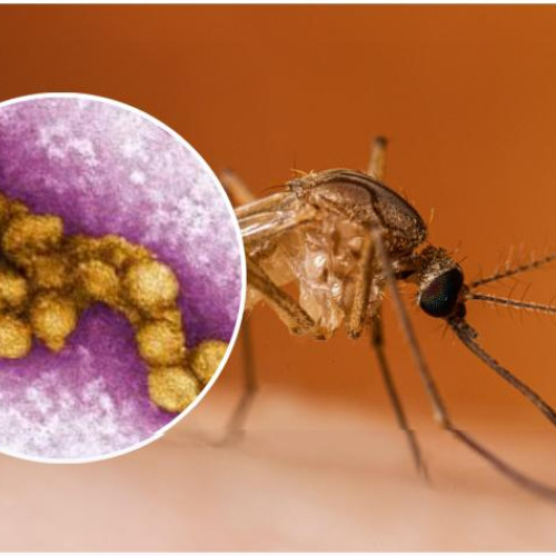 virusul West Nile face ravagii în Europa și România