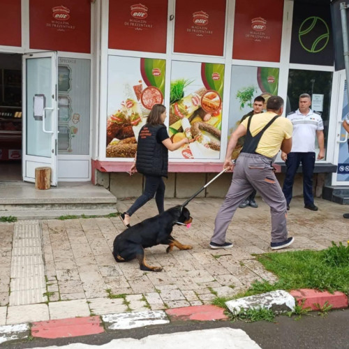 copil din Uricani, mușcat de un câine agresiv în centrul orașului