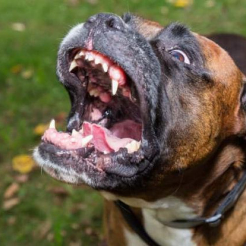 ejecție de câini fără supraveghere pe strada campeni