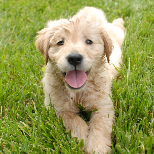 Autoritățile din Eforie lansează o licitație pentru servicii de ecarisaj