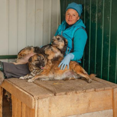 campanie pentru protejarea animalelor la cluj în caz de conflicte cu autoritățile