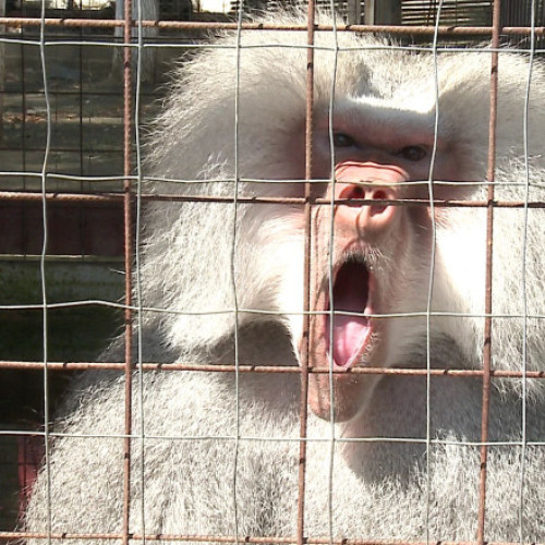 scandal la grădina zoologică din nurnberg după amenințări cu moartea asupra directorului