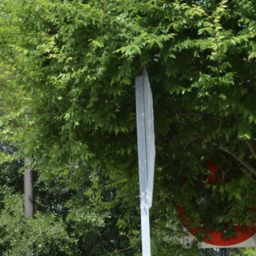 Copaci neîngrijiți blochează accesul pe strada Nicolae Margineanu din Cluj-Napoca