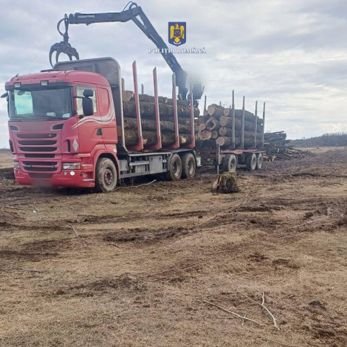 Ilegalități silvice sancționate de polițiști, în Decindeni - Societate comercială surprinsă cu material lemnos ilegal!