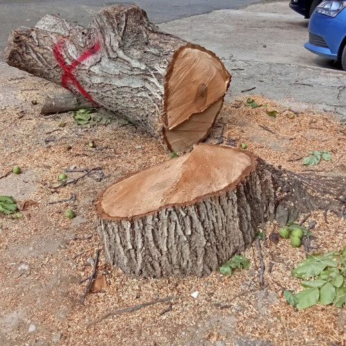 arbori tăiați și arbori uscați în zona Traian din Galați