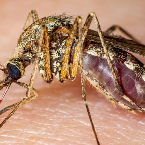 numărul deceselor din cauza virusului West Nile în Italia a ajuns la 12 în acest an