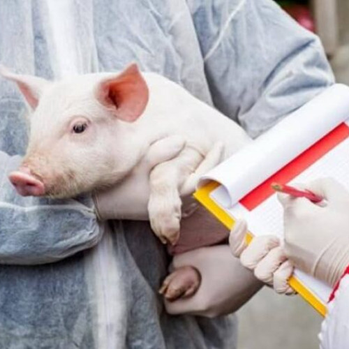 Focar de pestă porcină africană confirmat în comuna Calvini