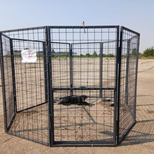 tarcul-capcana: o metoda noua de capturare a cainilor fara stapan in bucuresti