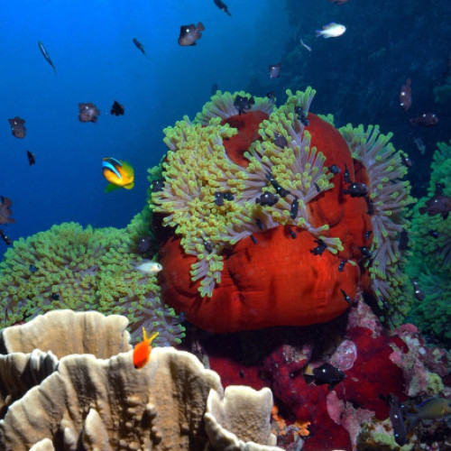 Marea barieră de corali, afectată de cea mai mare diminuare anuală de când sunt înregistrări