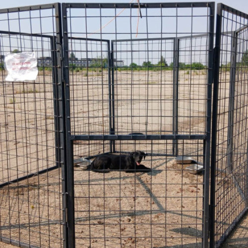 ASPA introduce sistem nou de capturare a câinilor fără stăpân în București