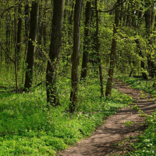 Doi angajați ai unui ocol silvic din Maramureș, reținuți pentru fals și favorizarea furtului de lemn