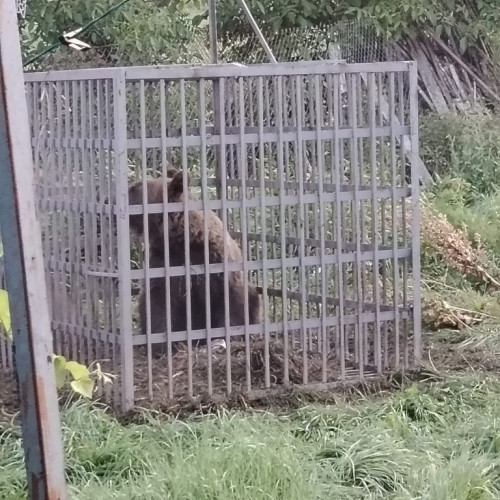 ursoaică cu doi pui relocată în județul Bistrița-Năsăud pentru siguranță