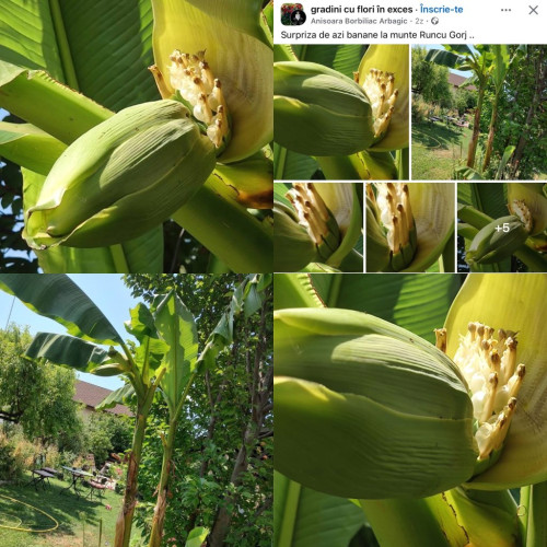 surpriză tropicală la poalele munților din gorj