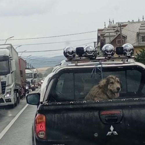 Animal expus intemperiilor pe drum în Huedin stârnește revoltă
