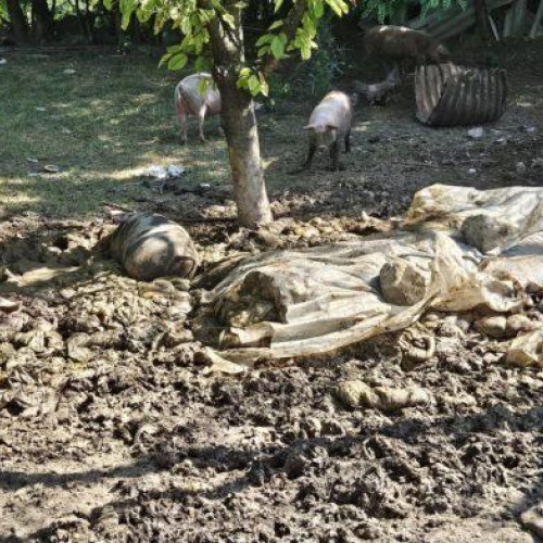 depozitare ilegală de deșeuri din abator la botoșani