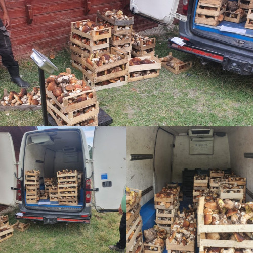 verificări ale poliției la societățile din Baia de Fier și Polovragi asupra traficului cu materiale lemnoase și produse nelemnoase