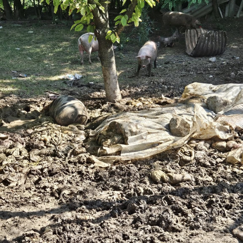 Descoperire alarmantă privind depozitarea deșeurilor de la abator în Botoșani