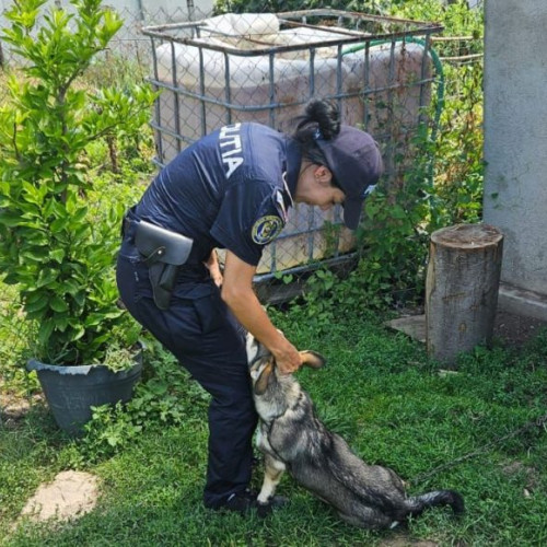 verificări ale poliției pentru siguranța animalelor în sighetu marmației