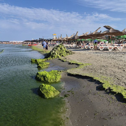 Plaja din Constanța, invadată de alge, afectează turiștii