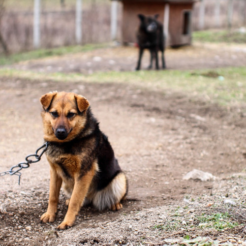 Proiect de lege pentru interzicerea ținerii câinilor legați și condiții mai bune de îngrijire