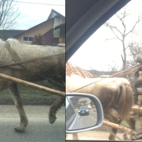 SCANDALOS! Un cal maltratat, găsit în apropierea orașului Bacău
