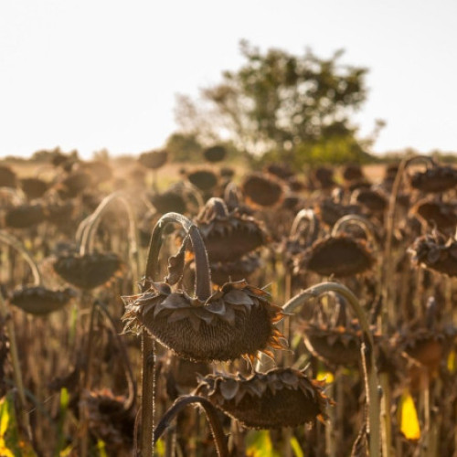 Seceta extremă afectează peste jumătate din solurile Europei în luna iulie 2025