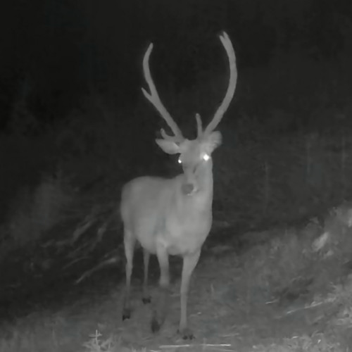 Un cerb impresionant surprins în pădurile din jurul Clujului