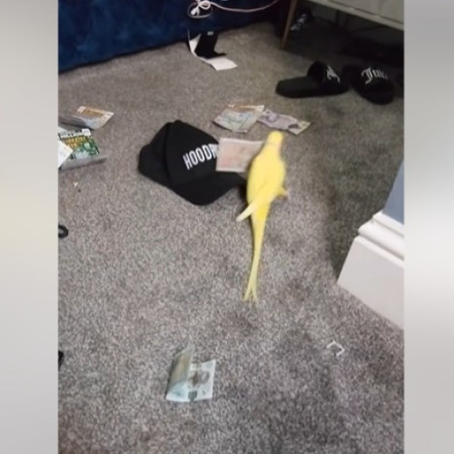 papagal vorbitor ajută poliția britanică în operațiune antidrog în Blackpool