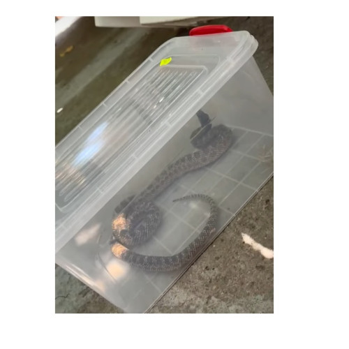 Jandarmii din Constanța au intervenit pentru capturarea unui șarpe rare, protejat de lege