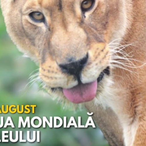 vedetele zilei: leoaicele Nia și Zuri în centrul atenției pentru conservare