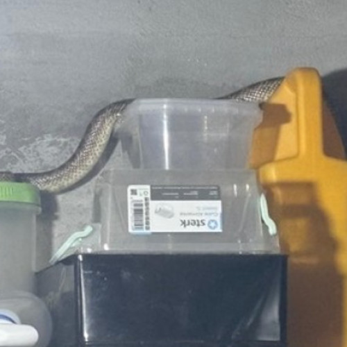 Un sarpe rar, protejat și considerat agresiv, a fost prins în județul Constanța